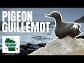 The Pigeon Guillemot: A Unique Bird of the Pacific Coast