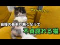 長毛猫のサマーカットで毛は無くなったが父への愛は変わらなかった