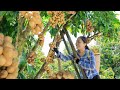 Harvest bon bon  other fruits and goes to the market sell  vietnamese harvesting