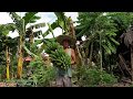 BANANA SAGING NA SABA HARVEST at sarisaring tanim, mag ani ng saging 2019