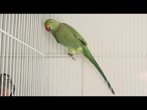 Vídeo: Qual Pássaro Tem Seu Próprio Feriado Pessoal