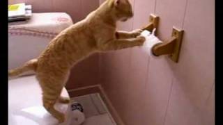 Kitteh Needs to Wipe!
