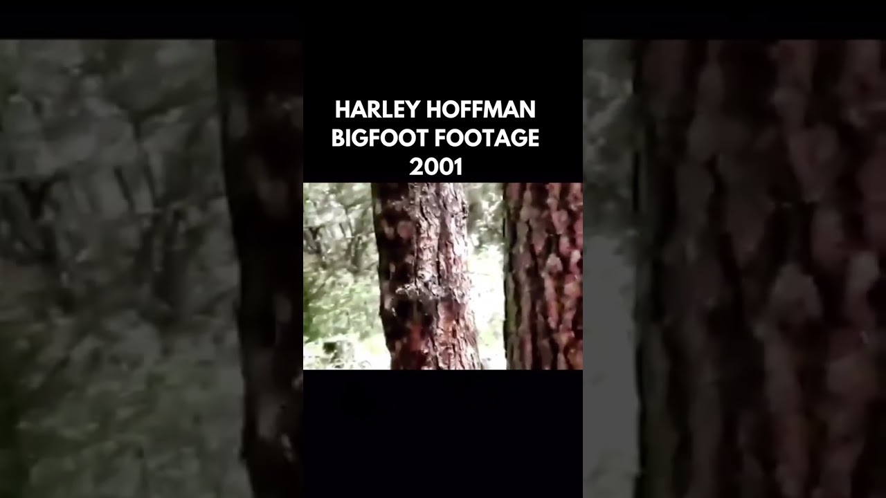 Harley Hoffman Bigfoot Footage, 2001 #publishtoall