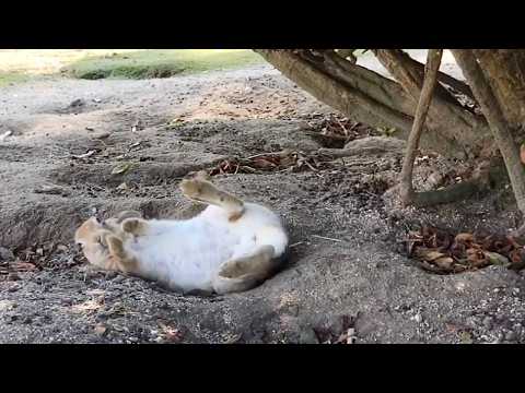 If the algorithm is doing its job, everyone should be looking at a rabbit flopping down boldly.