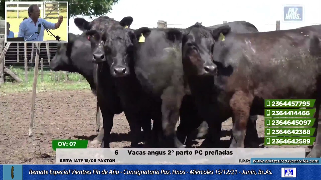 15-12-21 - Remate Especial de Vientres de Paz Hnos. - Junín, Bs.As.