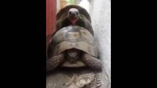 Funny Animals (Turtles)