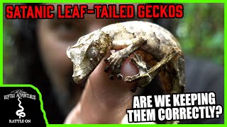 SATANIC LEAFTAILED GECKOS IN THE WILD! (Are we keeping them correctly)