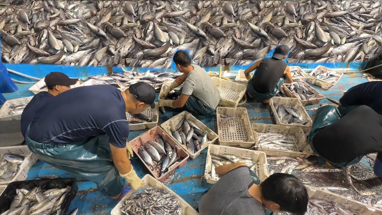 Mành chụp 4 xào a ngọc nghệ an đánh bắt mực luộc mực sẻ và cá ngừ - dân biển