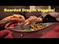 What Veggies I Feed My Bearded Dragon !! | Daily Reptile Routine