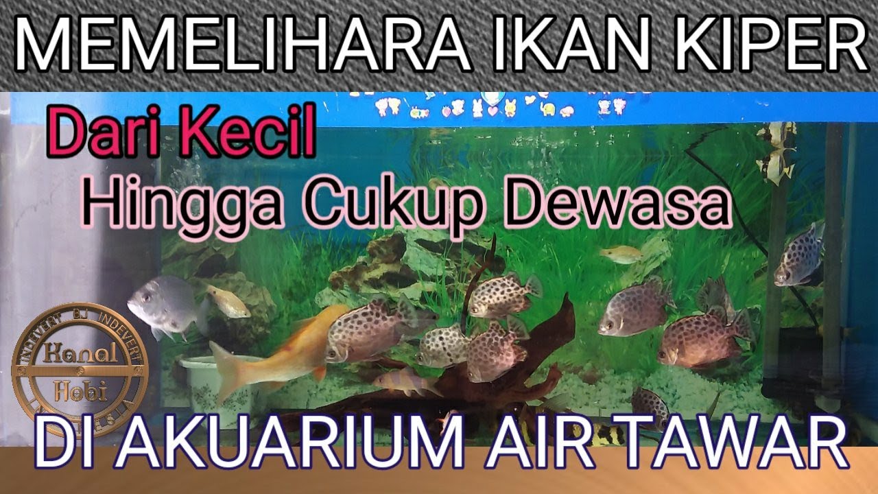 MEMELIHARA IKAN KIPER DI AKUARIUM AIR TAWAR DARI KECIL HINGGA CUKUP DEWASA - IKAN MAKAN PELET