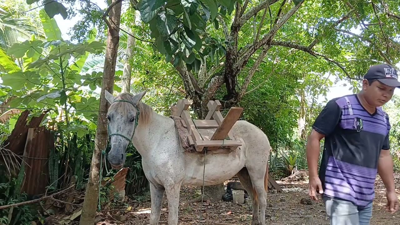 #jalar  leña caballo  Nicaragua 