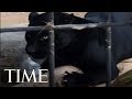 Jaguar Attacks Woman Who Tried To Take A Photo At An Arizona Zoo | TIME