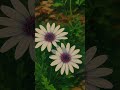 Ghibli arts on flowers #trending#shorts#ghibli#video#viral#