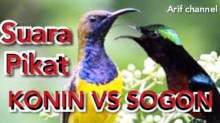 Suara pikat burung konin dan sogok ontong