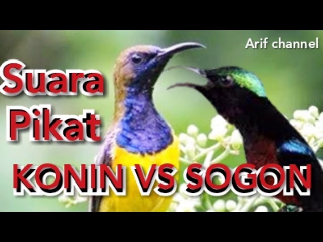 Suara pikat burung konin dan sogok ontong class=