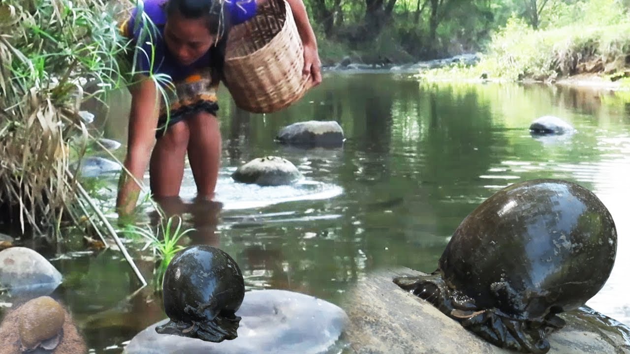 Natural life skill: Find And Catch Snail In River - Collect Snails Cooking for food