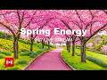 Spring Energy 2026 24 7 Live Stream Happy Music To Start Your Day Relaxing Chillout House
