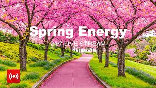 Spring Energy 2026 🌸 24/7 Live Stream 🌅☕ Happy Music to Start Your Day - Relaxing Chillout House
