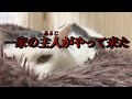 【札幌市野良猫】感動の再会か!?子育て中に妊婦〜出産したやくざいし母さんの夫が、やくざいし母さんと同じ預かりさんのお家に!《保護猫シェルター・ツキネコカフェ》《保護猫里親募集》