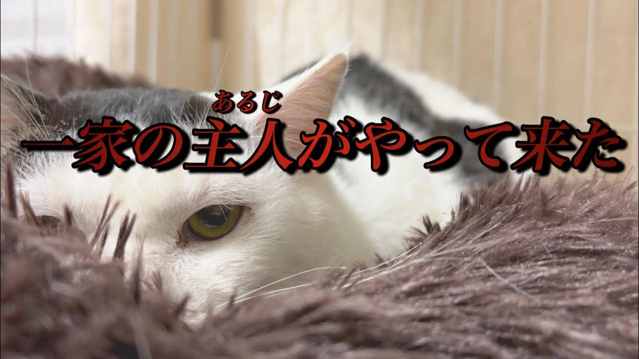 【札幌市野良猫】感動の再会か!?子育て中に妊婦〜出産したやくざいし母さんの夫が、やくざいし母さんと同じ預かりさんのお家に!《保護猫シェルター・ツキネコカフェ》《保護猫里親募集》