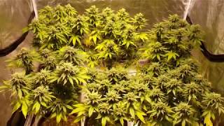 S:4 Ep:7 KC/LB & KC Indoor Cannabis Grow 2019