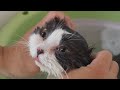 The best spa for cute cats. cat spa course