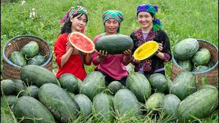 Harvest the garden of yellow watermelons - red watermelons - bring them to the market to sell