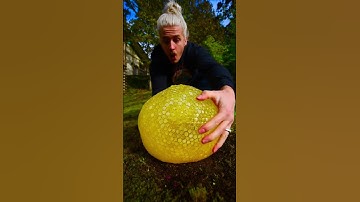 GIANT HONEYCOMB ASMR! 🐝 🍯  #asmr #davidbeck #relaxing #satisfying #asmrsounds #relax #chill
