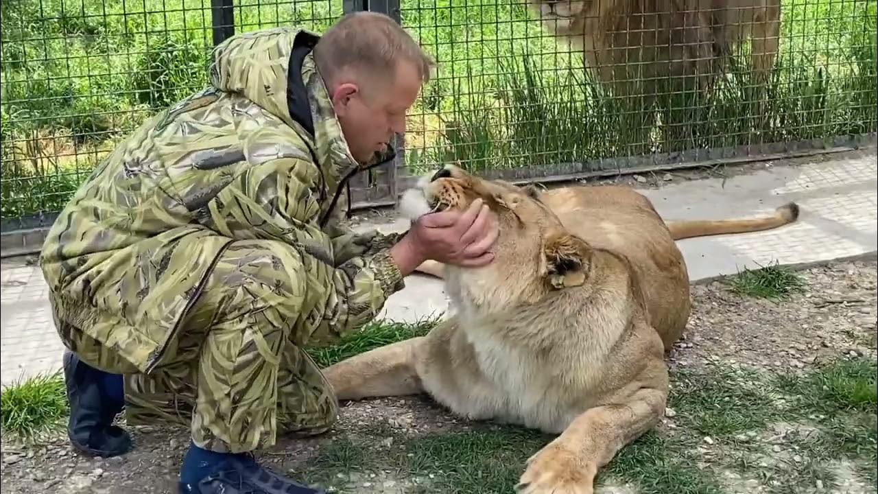 В узбекистане львы напали на охранника фото В цирке напали на дрессировщиков