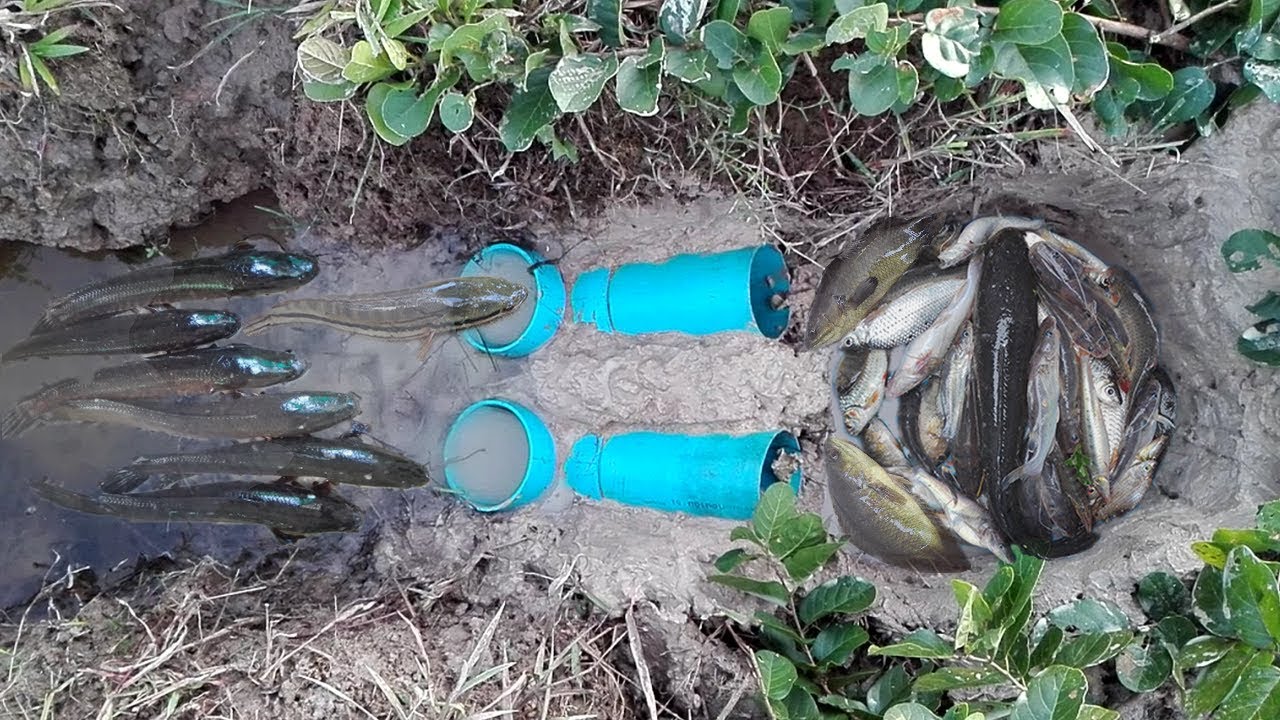 Wow! Amazing Boy Dig Deep Hole Fish TrapHow To Make Deep Hole With PVC