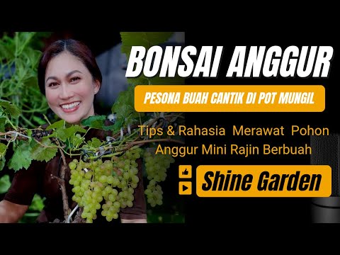 Video: Maklumat Pemindahan Grapevine: Memindahkan Akar Grapevine Atau Memulakan Yang Baharu