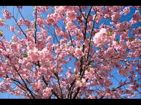 фото японская сакура