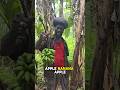 Banana Harvest Jamaica Reggae Nature Banana Harvest Jamaica Reggae Nature