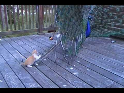 Kitten and His Best Friend Henry the peacock