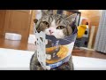 【新ことわざ】まるも箱に入り損ねる。-【New proverb】Even Maru sometimes fails to get into a box.-