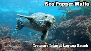 Diving With Harbor Seals | Treasure Island Montage Laguna Beach | Scuba Diving vLog Dec 8 2021