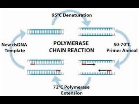 how to do pcr what is pcr youtube what is pcr