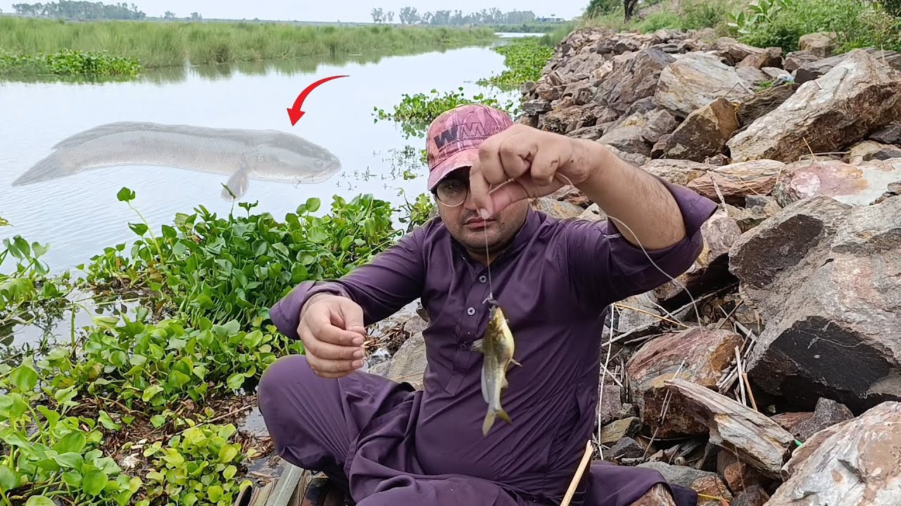 Amazing fishing video | fisherman catching a catfish with small hook 🪝 | river fishing | catfish 