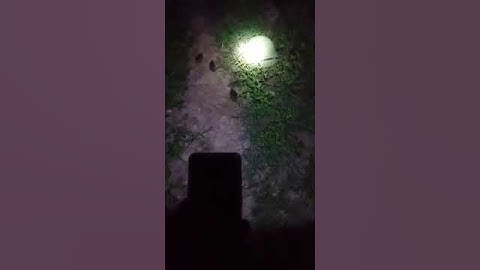 đánh cút đêm và mùa này cút đã bắt đầu đi theo đàn