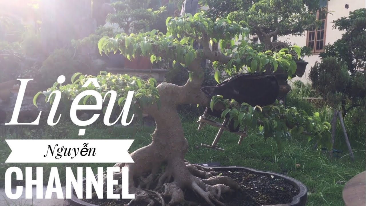 Bonsai.Cây Quý Dùng Hẳn Đinh Vít Y Tế Để Nắn Chỉnh - YouTube