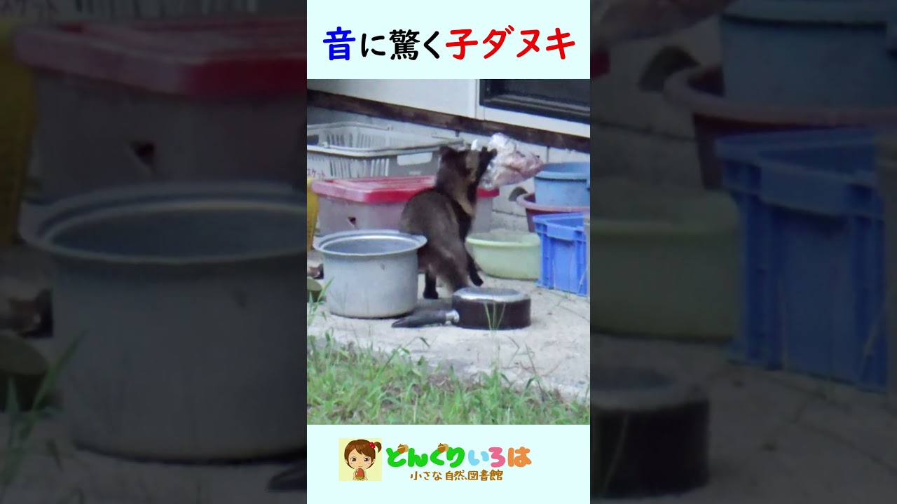 子ダヌキ ビックリするタヌキ！【子ダヌキ】 - YouTube