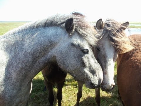 Islandsheste løber mig i møde gennem vand, på Læsø. Se også filmen: Omringet af islandsheste Islandsheste løber mig i møde gennem vand, på Læsø. Se også filmen: Omringet af islandsheste