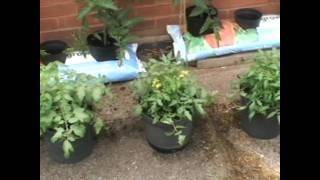 Tumbling Tom Tomatoes  Feeding Plan after 11 Weeks