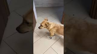 Собаке из Краснодара установили протезы на лапы