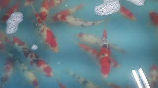 鯉池苑2021自產紅白+大正 20211123 2