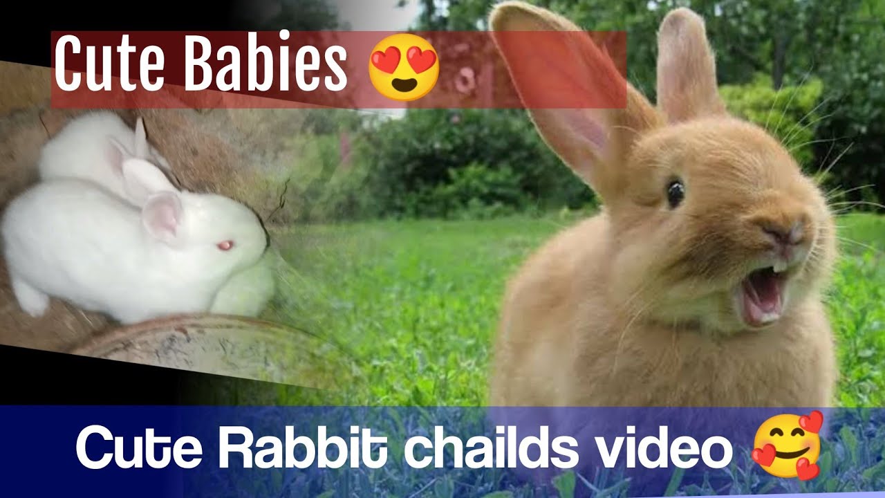 Playing with rabbit 😄 chailds today i am very happy 😁 #video #rabbit # ...