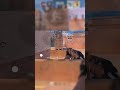 против двух пкшеров на 2700 ММР #highlights #standoff2 #allies #gaming #demo #awmheadshot #games