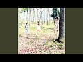 ガーベラ
