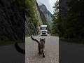 The Kitten Warns of Danger...…? #rescue #kitten #parody