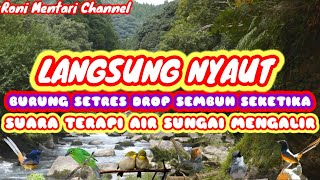 Download Lagu TERAPI BURUNG DROP DENGAN SUARA GEMERCIK AIR AMPUH BUAT PEMULIHAN MP3